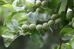 Ziziphus xylopyrus